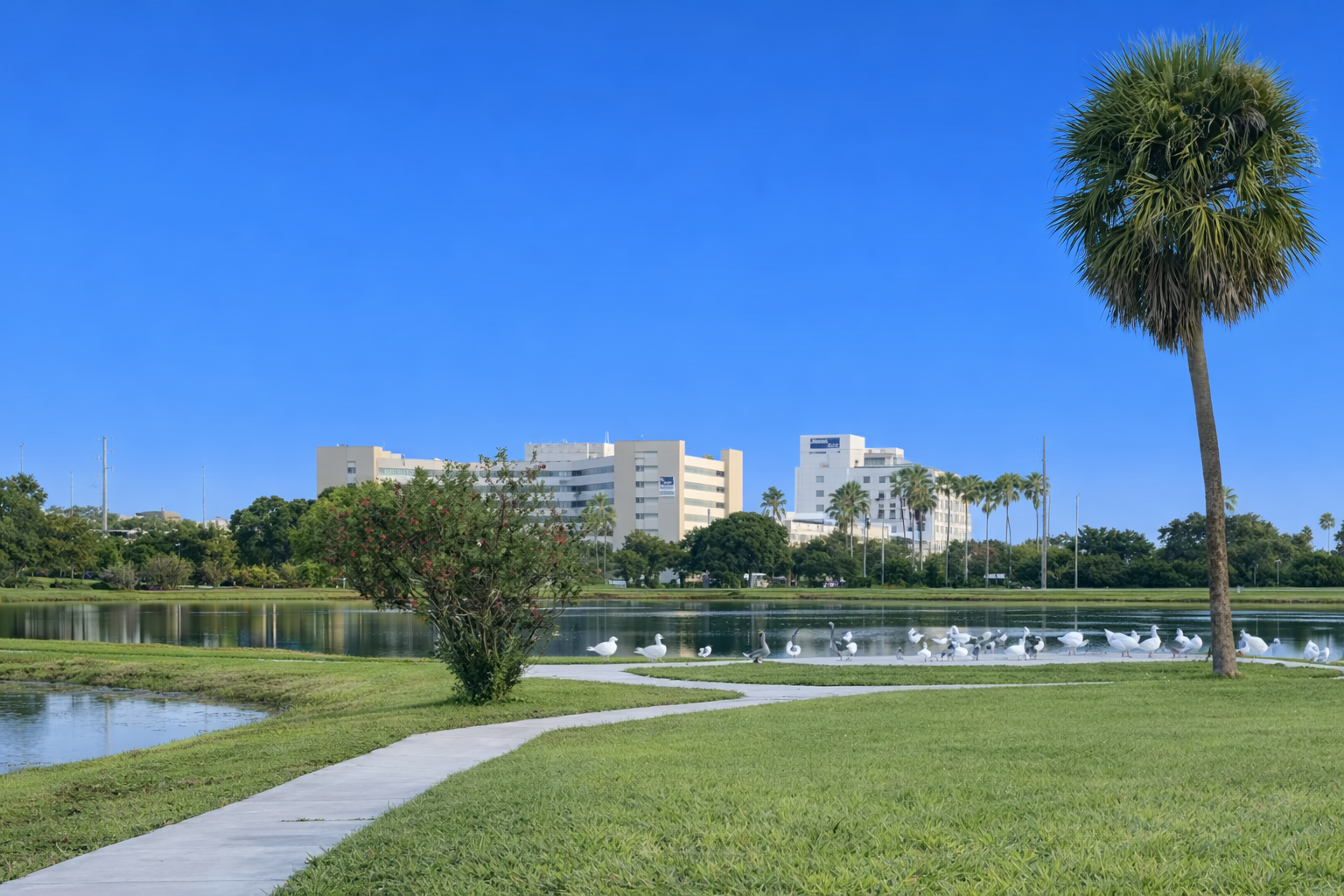 Florida park with palm trees and pond